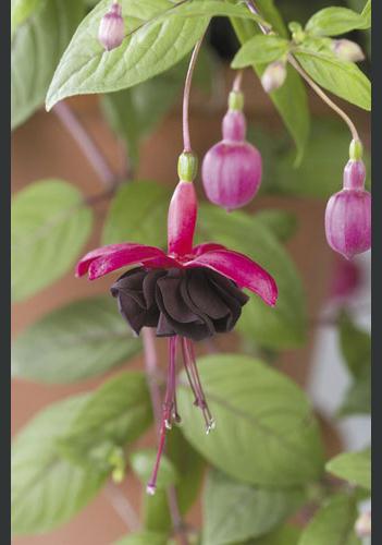 Fuchsia - Blackie x 3 plants